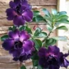 4 Purple Desert Rose Seeds for Planting Adenium Obesum Flower Perennial Flowers Seed