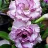 4 Purple White Desert Rose Seeds for Planting Adenium Obesum Flower Perennial Flowers