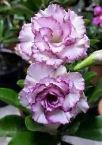 4 Purple White Desert Rose Seeds for Planting Adenium Obesum Flower Perennial Flowers