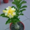 4 Rare Yellow White Desert Rose Seeds for Planting Adenium Obesum Perennial Flowers