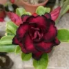 4 Red Black Desert Rose Seeds for Planting Adenium Obesum Flowers Perennial Seed Bloom