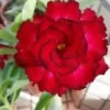 4 Red Black Tips Desert Rose Seeds for Planting Adenium Obesum Flowers Perennial Exotic