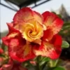 4 Red Orange Desert Rose Seeds for Planting Adenium Obesum Flower Perennial Seed Flowers