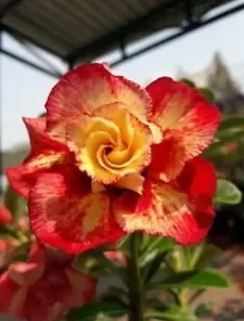 4 Red Orange Desert Rose Seeds for Planting Adenium Obesum Flower Perennial Seed Flowers