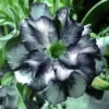 4 White Black Desert Rose Seeds for Planting Adenium Obesum Flowers Flower Perennial