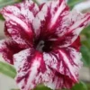 4 White Purple Desert Rose Seeds for Planting Adenium Obesum Flower Perennial Exotic Seed