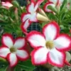 4 White Red Desert Rose Seeds for Planting Adenium Obesum Flower Exotic Seed Flowers