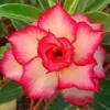4 Yellow Red Desert Rose Seeds for Planting Adenium Obesum Flower Perennial Seed Flowers