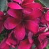 5 Birght Pink Plumeria Flower Seeds, Plumeria Seeds For Planting, Plumeria Frangipani Seeds, Plumeria Plant Seeds, Tropical Flower Plant, Perennial Flower Seeds