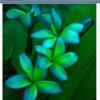 5 Blue Green Plumeria Flower Seeds, Plumeria Seeds For Planting, Plumeria Frangipani Seeds, Plumeria Plant Seeds, Tropical Flower Plant, Perennial Flower Seeds