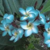 5 Blue White Plumeria Flower Seeds, Plumeria Seeds For Planting, Plumeria Frangipani Seeds, Plumeria Plant Seeds, Tropical Flower Plant, Perennial Flower Seeds