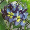 5 Blue Yellow Plumeria Flower Seeds, Plumeria Seeds For Planting, Plumeria Frangipani Seeds, Plumeria Plant Seeds, Tropical Flower Plant, Perennial Flower Seeds