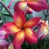 5 Bright Pink Orange Plumeria Flower Seeds, Plumeria Seeds For Planting, Plumeria Frangipani Seeds, Plumeria Plant Seeds, Tropical Flower Plant, Perennial Flower Seeds