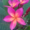 5 Bright Pink Orange Plumeria Flower Seeds, Plumeria Seeds For Planting, Plumeria Plant Seeds, Plumeria Frangipani Seeds, Tropical Flower Plant, Perennial Flower Seeds