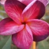5 Bright Pink Purple Plumeria Flower Seeds, Plumeria Seeds For Planting, Plumeria Frangipani Seeds, Plumeria Plant Seeds, Tropical Flower Plant, Perennial Flower Seeds