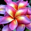 5 Bright Pink Yellow Orange Plumeria Flower Seeds, Plumeria Seeds For Planting, Plumeria Frangipani Seeds, Plumeria Plant Seeds, Tropical Flower Plant, Perennial Flower Seeds