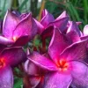 5 Bright Purple Pink Plumeria Flower Seeds, Plumeria Seeds For Planting, Plumeria Frangipani Seeds, Plumeria Plant Seeds, Tropical Flower Plant, Perennial Flower Seeds