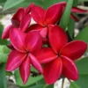 5 Bright Red Plumeria Flower Seeds, Plumeria Seeds For Planting, Plumeria Frangipani Seeds, Plumeria Plant Seeds, Tropical Flower Plant, Perennial Flower Seeds