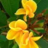 5 Bright Yellow Plumeria Flower Seeds, Plumeria Seeds For Planting, Plumeria Frangipani Seeds, Plumeria Plant Seeds, Tropical Flower Plant, Perennial Flower Seeds