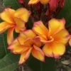 5 Bright Yellow Plumeria Flower Seeds, Plumeria Seeds For Planting, Plumeria Plant Seeds, Plumeria Frangipani Seeds,Tropical Flower Plant, Perennial Flower Seeds
