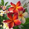 5 Dark Orange Plumeria Flower Seeds, Plumeria Seeds For Planting, Plumeria Frangipani Seeds, Plumeria Plant Seeds, Tropical Flower Plant, Perennial Flower Seeds
