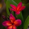 5 Dark Pink Orange Plumeria Flower Seeds, Plumeria Seeds For Planting, Plumeria Frangipani Seeds, Plumeria Plant Seeds, Tropical Flower Plant, Perennial Flower Seeds