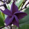 5 Dark Purple Plumeria Flower Seeds, Plumeria Seeds For Planting, Plumeria Frangipani Seeds, Plumeria Plant Seeds, Tropical Flower Plant, Perennial Flower Seeds