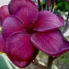 5 Dark Purple Plumeria Flower Seeds, Plumeria Seeds For Planting, Plumeria Plant Seeds, Plumeria Frangipani Seeds, Tropical Flower Plant, Perennial Flower Seeds