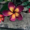 5 Dark Purple Yellow Plumeria Flower Seeds, Plumeria Seeds For Planting, Plumeria Frangipani Seeds, Plumeria Plant Seeds, Tropical Flower Plant, Perennial Flower Seeds