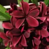 5 Deep Red Plumeria Flower Seeds, Plumeria Seeds For Planting, Plumeria Frangipani Seeds, Plumeria Plant Seeds, Tropical Flower Plant, Perennial Flower Seeds
