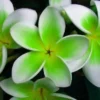 5 Green White Plumeria Flower Seeds, Plumeria Seeds For Planting, Plumeria Frangipani Seeds, Plumeria Plant Seeds, Tropical Flower Plant, Perennial Flower Seeds