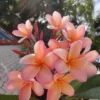 5 Light Pink Orange Plumeria Flower Seeds, Plumeria Seeds For Planting, Plumeria Frangipani Seeds, Plumeria Plant Seeds, Tropical Flower Plant, Perennial Flower Seeds