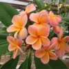 5 Light Pink Orange Plumeria Flower Seeds, Plumeria Seeds For Planting, Plumeria Plant Seeds, Plumeria Frangipani Seeds, Tropical Flower Plant, Perennial Flower Seeds