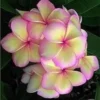 5 Light Pink Yellow Plumeria Flower Seeds, Plumeria Seeds For Planting, Plumeria Frangipani Seeds, Plumeria Plant Seeds, Tropical Flower Plant, Perennial Flower Seeds