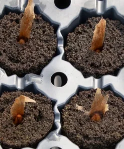 5 Light Pink Yellow Plumeria Flower Seeds, Plumeria Seeds For Planting, Plumeria Frangipani Seeds, Plumeria Plant Seeds, Tropical Flower Plant, Perennial Flower Seeds