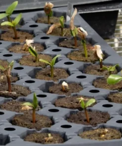 5 Light Pink Yellow Plumeria Flower Seeds, Plumeria Seeds For Planting, Plumeria Frangipani Seeds, Plumeria Plant Seeds, Tropical Flower Plant, Perennial Flower Seeds