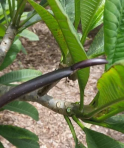 5 Light Pink Yellow Plumeria Flower Seeds, Plumeria Seeds For Planting, Plumeria Frangipani Seeds, Plumeria Plant Seeds, Tropical Flower Plant, Perennial Flower Seeds