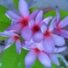 5 Light Purple Pink Plumeria Flower Seeds, Plumeria Seeds For Planting, Plumeria Frangipani Seeds, Plumeria Plant Seeds, Tropical Flower Plant, Perennial Flower Seeds