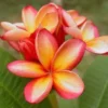 5 Orange Pink Plumeria Flower Seeds, Plumeria Frangipani Seeds, Plumeria Seeds For Planting, Plumeria Plant Seeds, Tropical Flower Plant, Perennial Flower Seeds