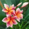 5 Orange Pink Plumeria Flower Seeds, Plumeria Seeds For Planting, Plumeria Frangipani Seeds, Plumeria Plant Seeds, Perennial Flower Seeds, Tropical Flower Plant
