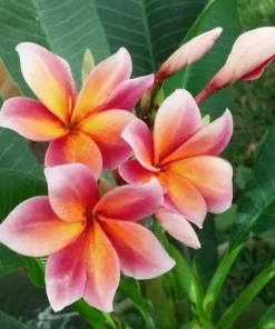 5 Orange Pink Plumeria Flower Seeds, Plumeria Seeds For Planting, Plumeria Frangipani Seeds, Plumeria Plant Seeds, Perennial Flower Seeds, Tropical Flower Plant