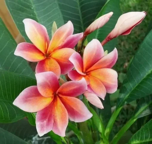 5 Orange Pink Plumeria Flower Seeds, Plumeria Seeds For Planting, Plumeria Frangipani Seeds, Plumeria Plant Seeds, Perennial Flower Seeds, Tropical Flower Plant