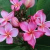 5 Orange Pink Plumeria Flower Seeds, Plumeria Seeds For Planting, Plumeria Frangipani Seeds, Plumeria Plant Seeds, Tropical Flower Plant, Perennial Flower Seeds