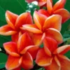 5 Orange Plumeria Flower Seeds, Plumeria Seeds For Planting, Plumeria Frangipani Seeds, Plumeria Plant Seeds, Tropical Flower Plant, Perennial Flower Seeds