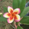 5 Orange Yellow Pink Plumeria Flower Seeds, Plumeria Seeds For Planting, Plumeria Frangipani Seeds, Plumeria Plant Seeds, Tropical Flower Plant, Perennial Flower Seeds