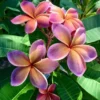 5 Pink Orange Plumeria Flower Seeds, Plumeria Seeds For Planting, Plumeria Frangipani Seeds, Plumeria Plant Seeds, Tropical Flower Plant, Perennial Flower Seeds