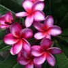 5 Pink Purple Plumeria Flower Seeds, Plumeria Seeds For Planting, Plumeria Frangipani Seeds, Plumeria Plant Seeds, Tropical Flower Plant, Perennial Flower Seeds