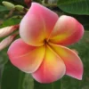5 Pink Yellow Plumeria Flower Seeds, Plumeria Seeds For Planting, Plumeria Frangipani Seeds, Plumeria Plant Seeds, Tropical Flower Plant, Perennial Flower Seeds