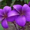 5 Purple Plumeria Flower Seeds, Plumeria Seeds For Planting, Plumeria Frangipani Seeds, Plumeria Plant Seeds, Tropical Flower Plant, Perennial Flower Seeds
