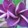 5 Purple Plumeria Flower Seeds, Plumeria Seeds For Planting, Plumeria Plant Seeds, Plumeria Frangipani Seeds, Tropical Flower Plant, Perennial Flower Seeds